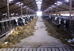 Holstein stal